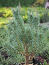 Pinus sylvestris 'Waterreri' 